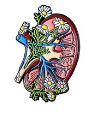 Anatomical Metal Pins in Stainless Steel