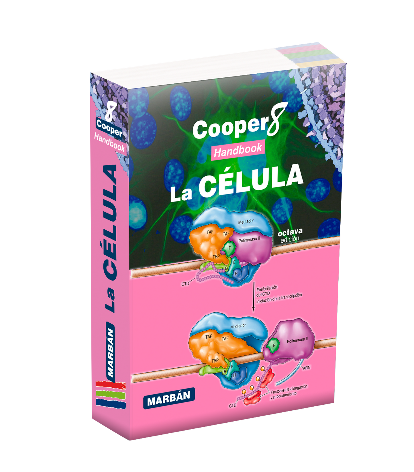 
                  
                    Cooper - La Célula (8ª Edición) - Handbook
                  
                